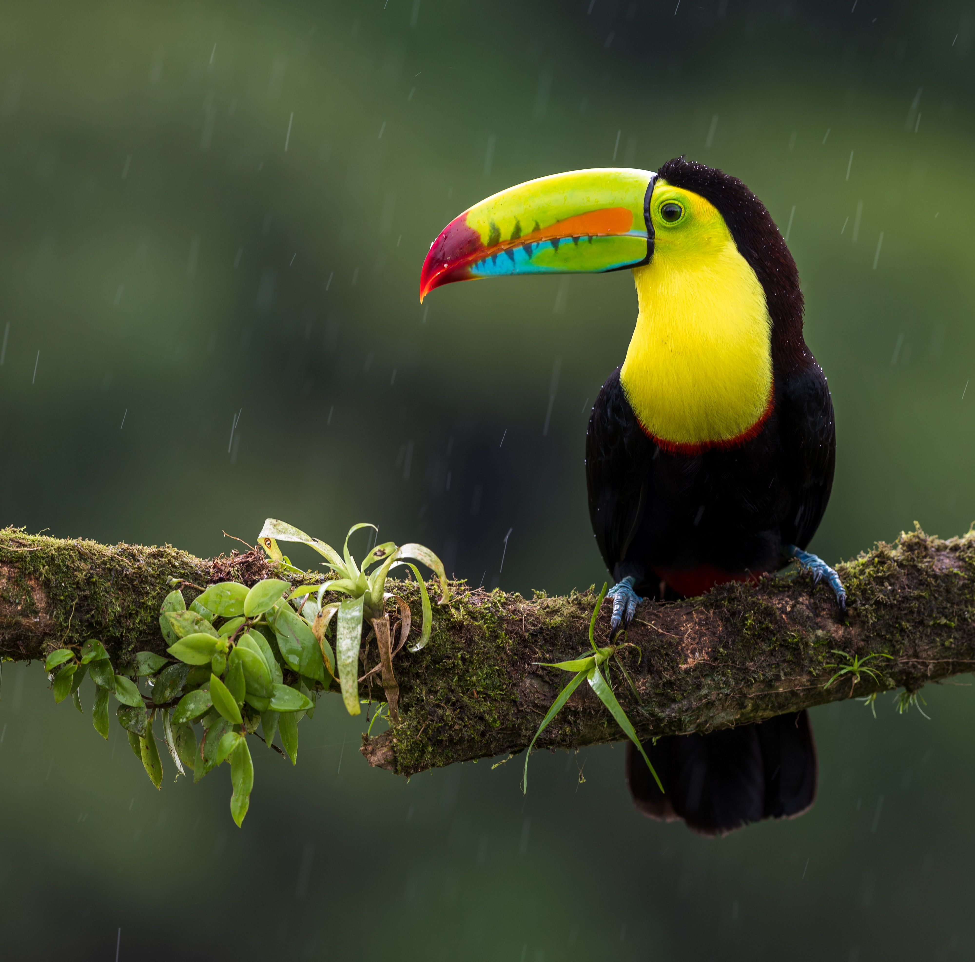 Imagen tucan
