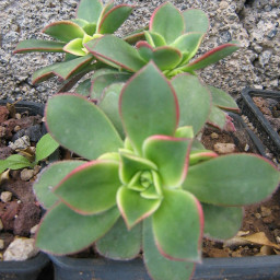 Imagen aeonium