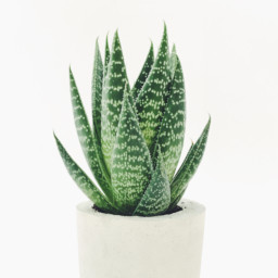 Imagen aloe