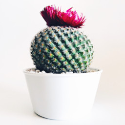 Imagen cactus