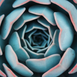 Imagen echeveria