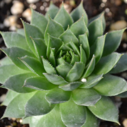 Imagen sedum