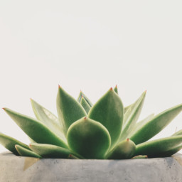 Imagen sempervivum